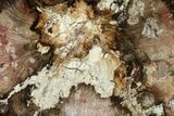 Polished Petrified Wood (Oak) Round - Oregon #144676-1